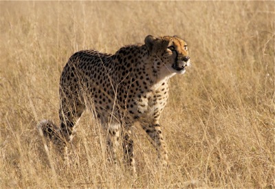 WID_4860.Cheetah